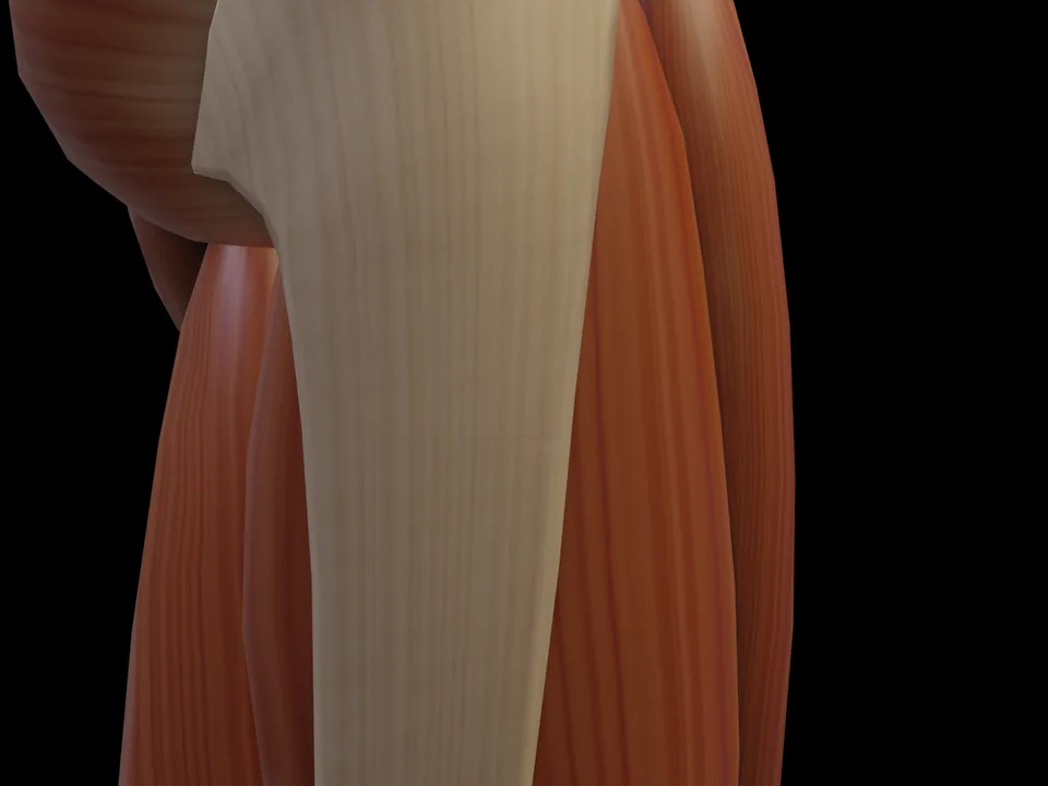 Electrode position on the 3D model: M. Gracilis (muscle highlighted, sensor in place)