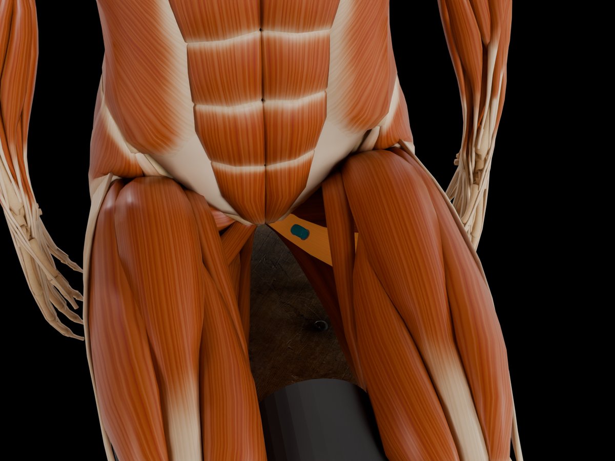 Detail: group test, sensor on the reference muscle of the group (M. Adductor Longus)