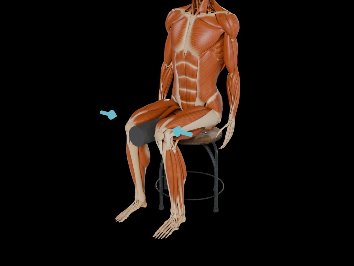 MVC reference test (Konrad 2005) – M. Adductor Magnus: Supine or seated with flexed legs; a big, stiff roll cushion is pressed between the knees.