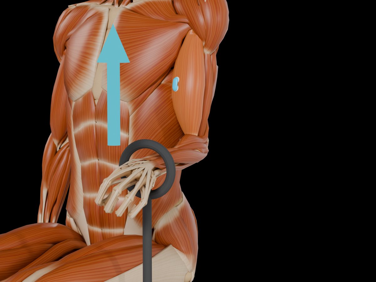 Detail: sensor on the M. Biceps Brachii