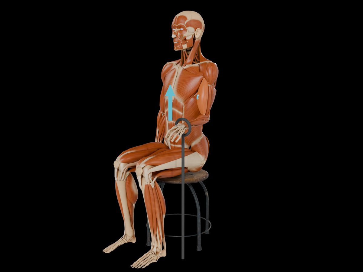 MVC reference test (Konrad 2005) – M. Biceps Brachii: Seated or kneeling in front of a bench, elbow at about 90°, forearm supinated.