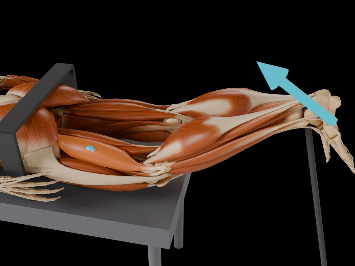 Detail: Gruppentest, Sensor auf dem Referenzmuskel der Gruppe (M. Biceps Femoris Caput Longum)