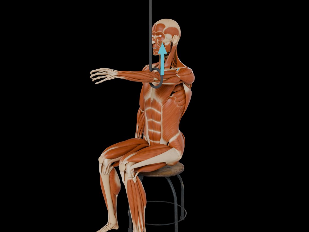 MVC-Referenztest (Konrad 2005) – M. Deltoideus Pars Clavicularis: Sitzend mit gestütztem Rücken, Arm etwa 90° nach vorn angehoben (Flexion).