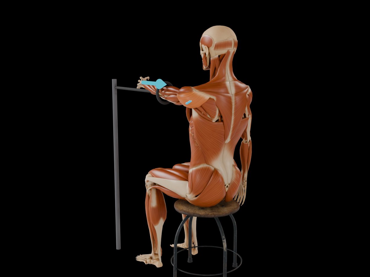 MVC-Referenztest (Konrad 2005) – M. Deltoideus Pars Spinalis: Sitzend mit gestütztem Rumpf, Arm etwa 90° flektiert, oder Bauchlage auf der Bank mit hängendem Arm.