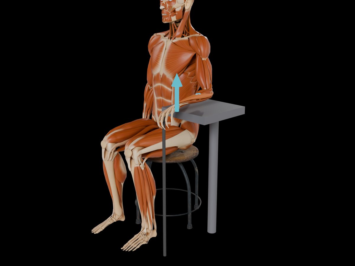 MVC reference test (Konrad 2005) – M. Extensor Carpi Ulnaris: Seated or kneeling in front of a bench with the forearm resting on a stable support.