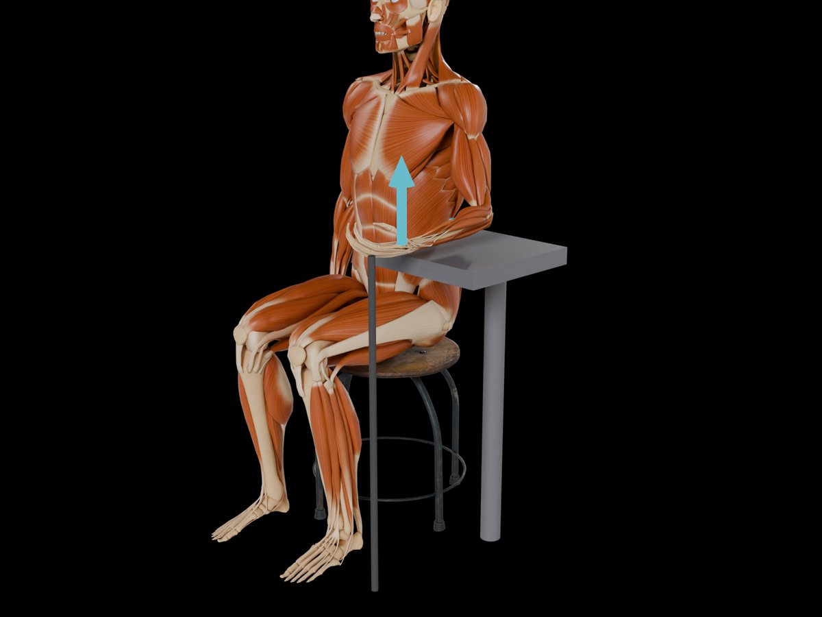 MVC reference test (Konrad 2005) – M. Flexor Carpi Radialis: Seated or kneeling in front of a bench with the forearm resting on a stable support.