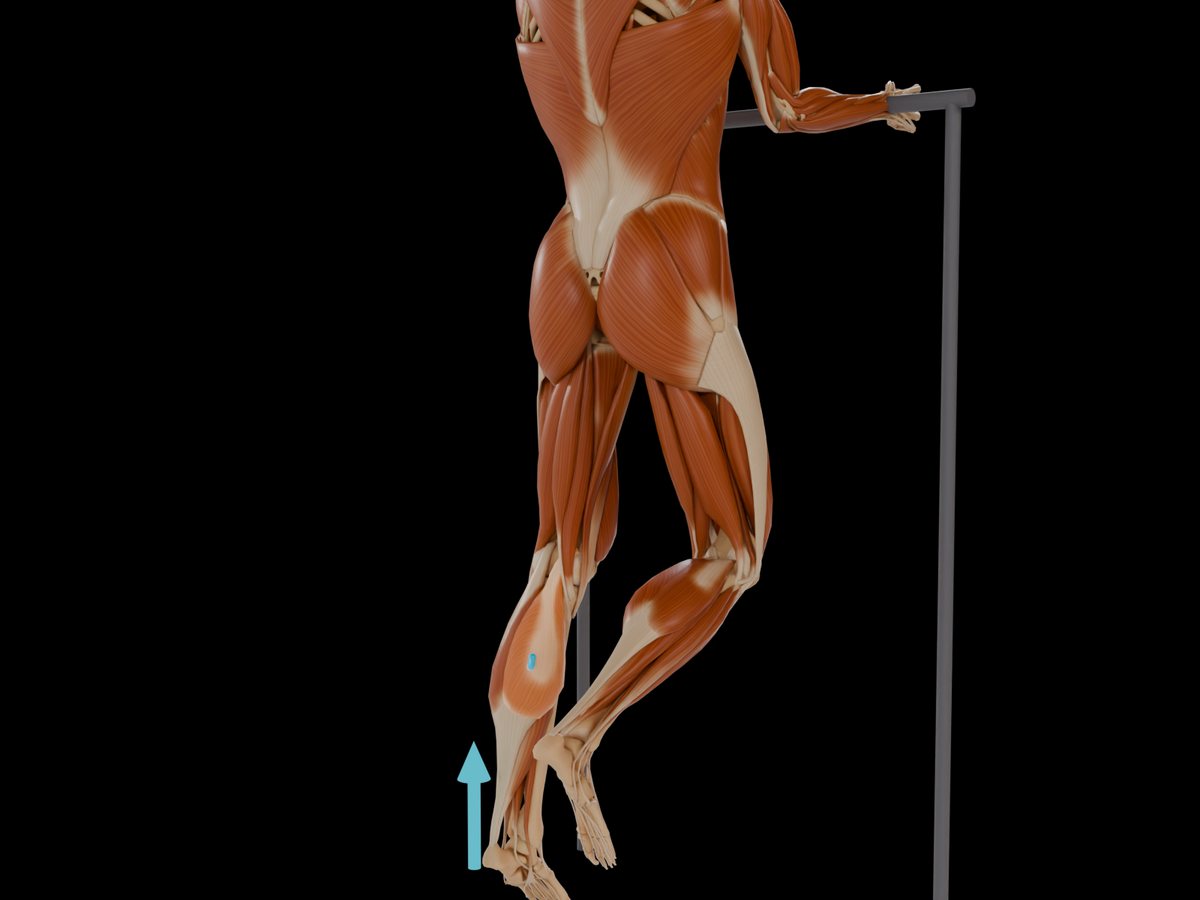 MVC-Referenztest (Konrad 2005) – M. Gastrocnemius Caput Laterale: Einseitige Plantarflexion bei 90°-Sprunggelenksstellung mit gestrecktem Knie; einbeiniger Zehenstand als Praxis-Alternative.