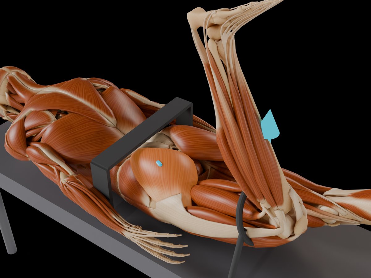 Detail: sensor on the M. Gluteus Maximus