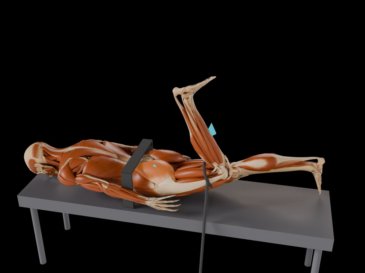 MVC reference test (Konrad 2005) – M. Gluteus Maximus: Prone, hip hyperextension of about 20° with slightly outward-rotated leg; test with extended and with flexed knee.