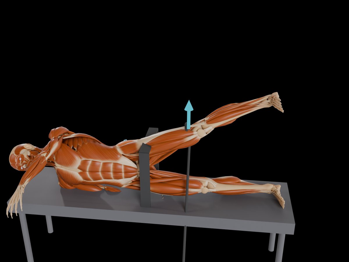 MVC-Referenztest (Konrad 2005) – M. Gluteus Medius: Seitlage mit fixiertem Becken oder Rückenlage; Hüftabduktion. Manche Personen erreichen im Stehen höhere Werte.