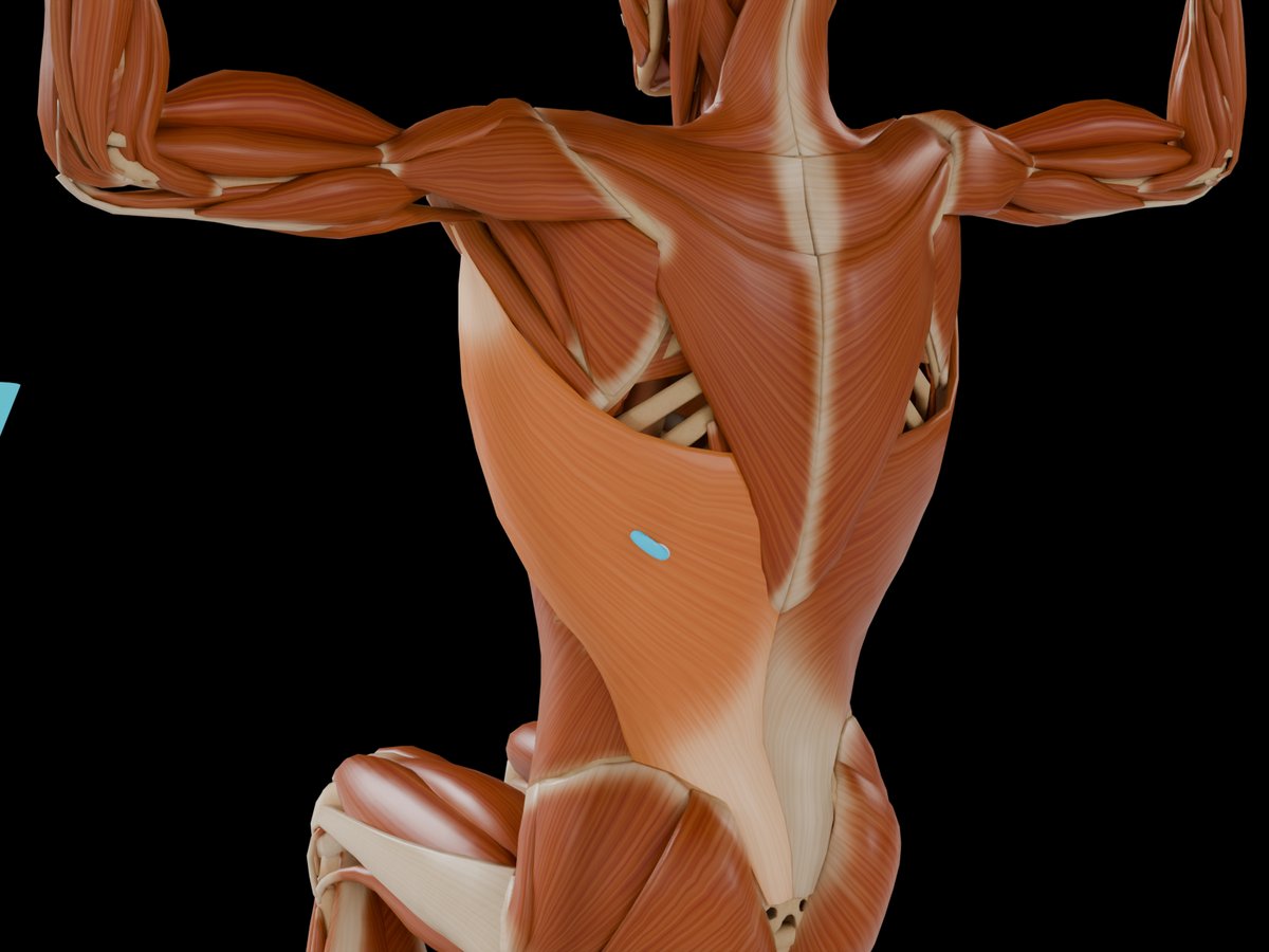 Detail: sensor on the M. Latissimus Dorsi
