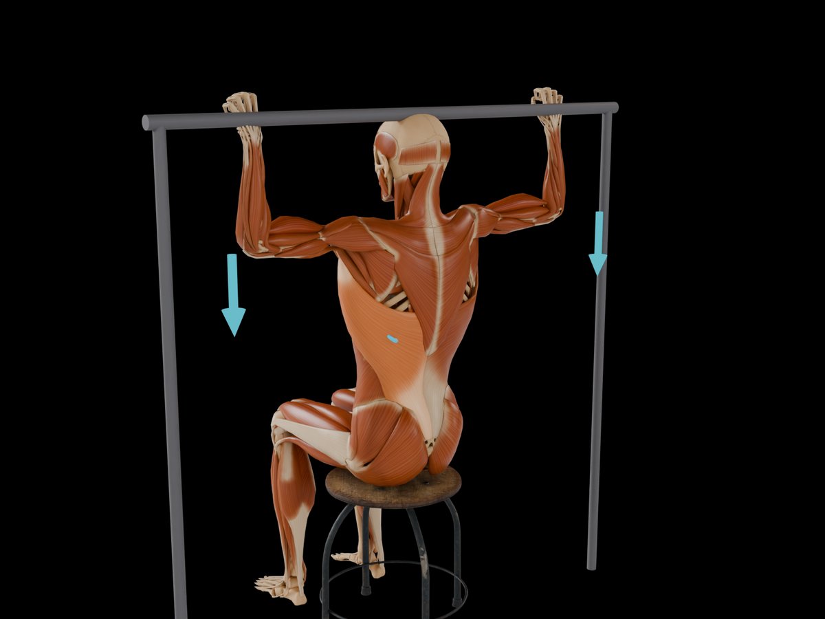 MVC reference test (Konrad 2005) – M. Latissimus Dorsi: Simulated pull-up: elbows at about 90° flexion, check a frontal and a lateral arm position.