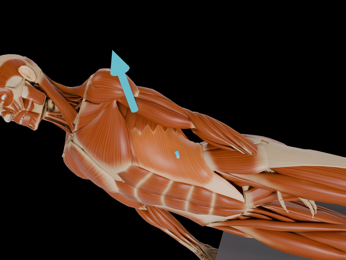 Detail: Sensor auf dem M. Obliquus Externus Abdominis
