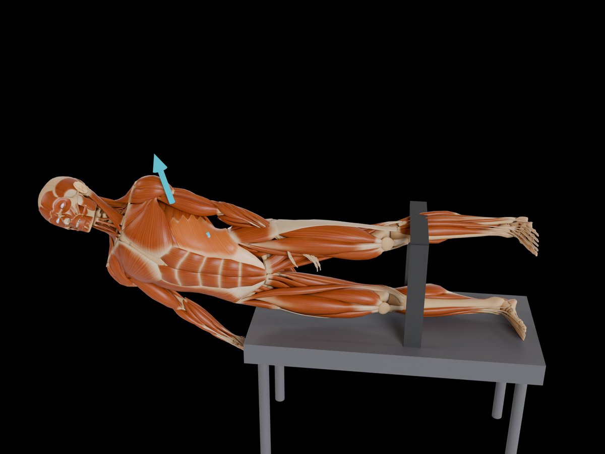 MVC-Referenztest (Konrad 2005) – M. Obliquus Externus Abdominis: Seitlage mit fixierten Beinen und Hüfte; Rumpf anheben und früh in der gebeugten Position fixieren.