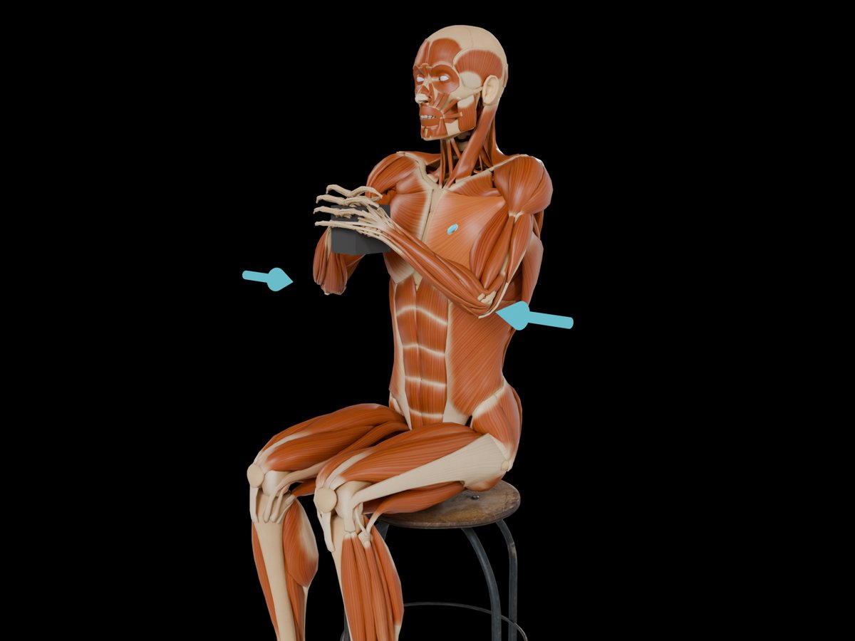 MVC reference test (Konrad 2005) – M. Pectoralis Major Pars Clavicularis: Prone on a bench pressing against a fixed long bar, or a push-up position; both at 90° elbow flexion. Seated alternative: both hands press a rigid block in front of the chest.
