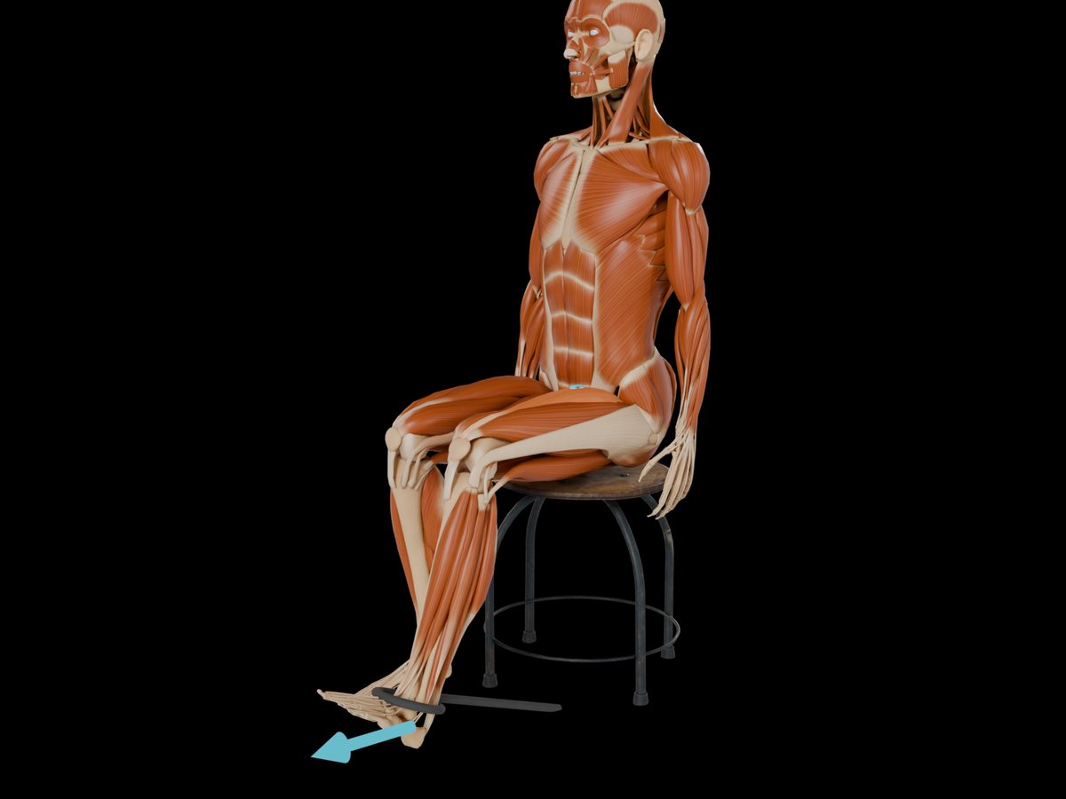 MVC reference test (Konrad 2005) – M. Vastus Medialis: Seated, single-leg knee extension held between 90° and 70° knee flexion.
