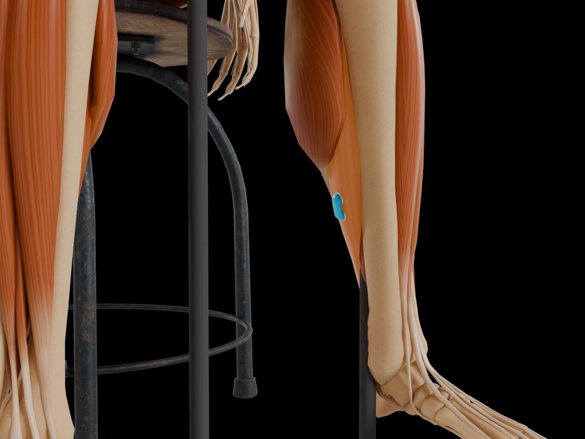 Detail: Sensor auf dem M. Soleus