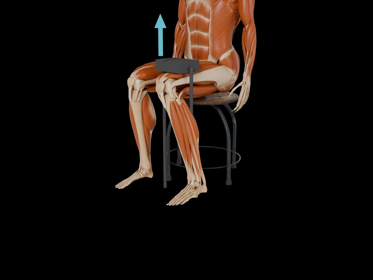 MVC-Referenztest (Konrad 2005) – M. Soleus: Sitzend, Knie etwa 90° gebeugt, einseitige Plantarflexion.