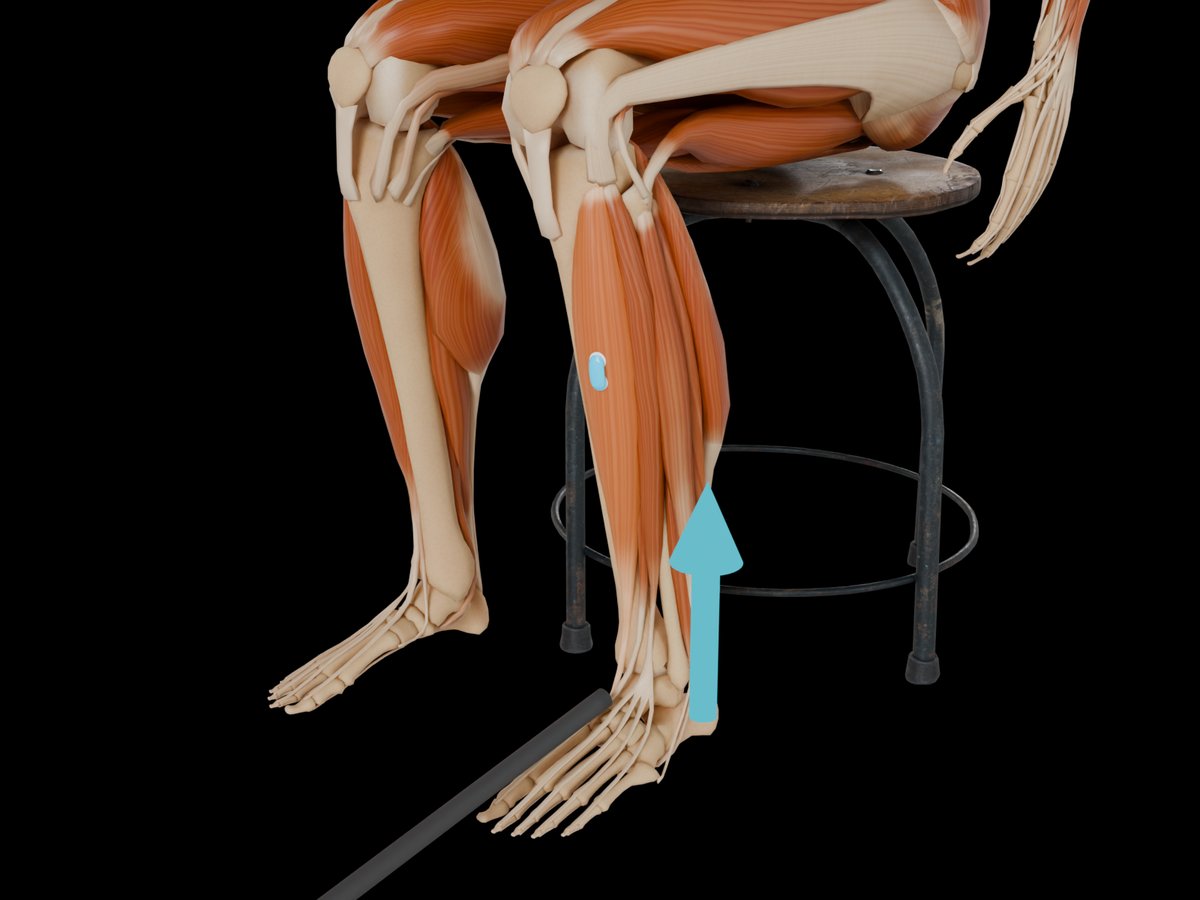 Detail: Sensor auf dem M. Tibialis Anterior
