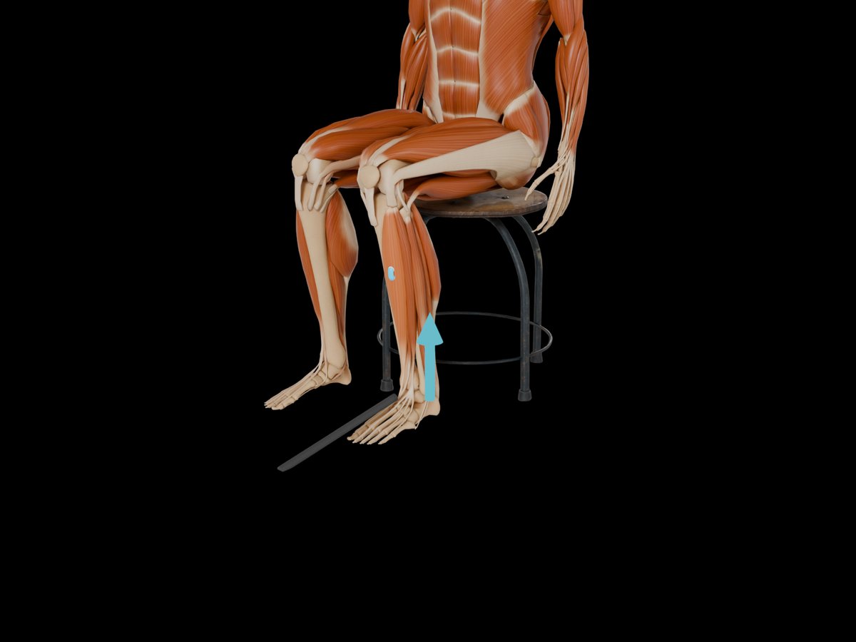 MVC-Referenztest (Konrad 2005) – M. Tibialis Anterior: Sitzend oder Rückenlage, Sprunggelenk in Neutralstellung, einseitige Dorsalextension.