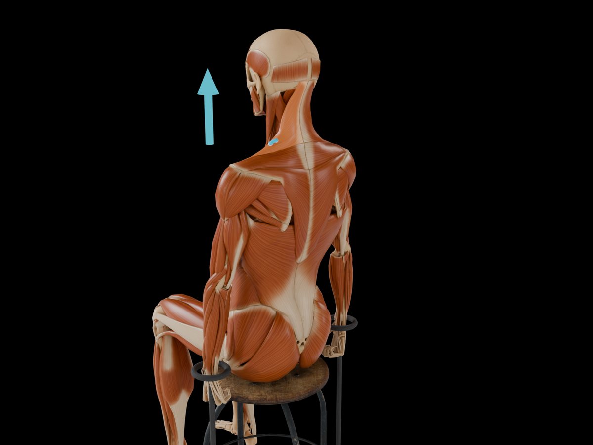MVC reference test (Konrad 2005) – M. Trapezius Pars Descendens: Seated, arms hanging at the side; the test can be done on one side only.