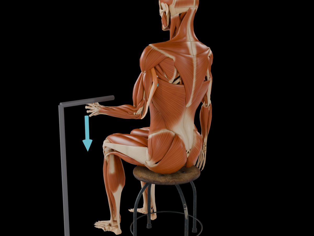 MVC reference test (Konrad 2005) – M. Triceps Brachii Caput Laterale: Same set-up as the biceps test: seated or kneeling, elbow at about 90°, upper arm slightly abducted.